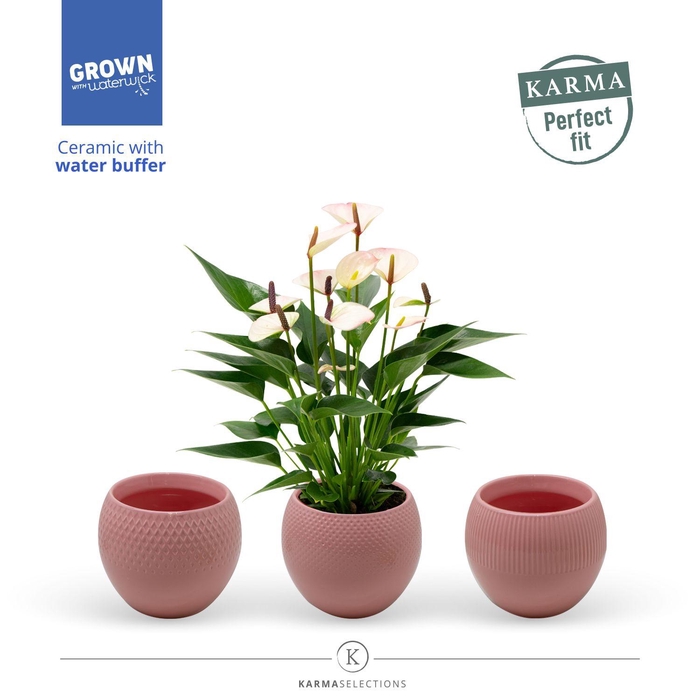 <h4>Mimesis Anthurium KARMA Lipa Mini - Bolivia Pink</h4>