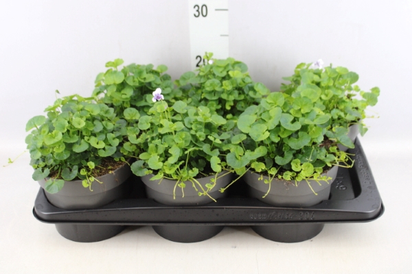 <h4>Viola hederacea</h4>