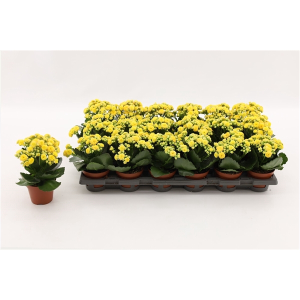 <h4>Kalanchoe Double Yellow, without sleeve</h4>