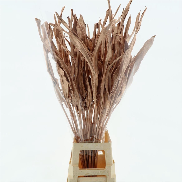 <h4>Dried Strelitzia Leafs Klb Koper</h4>