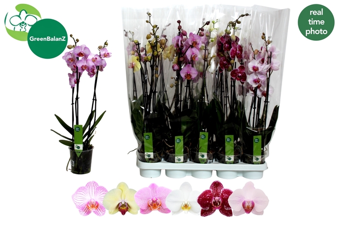 <h4>PHAL GEM 6 KL</h4>