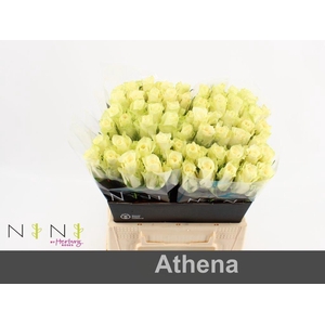 Rosa large athena