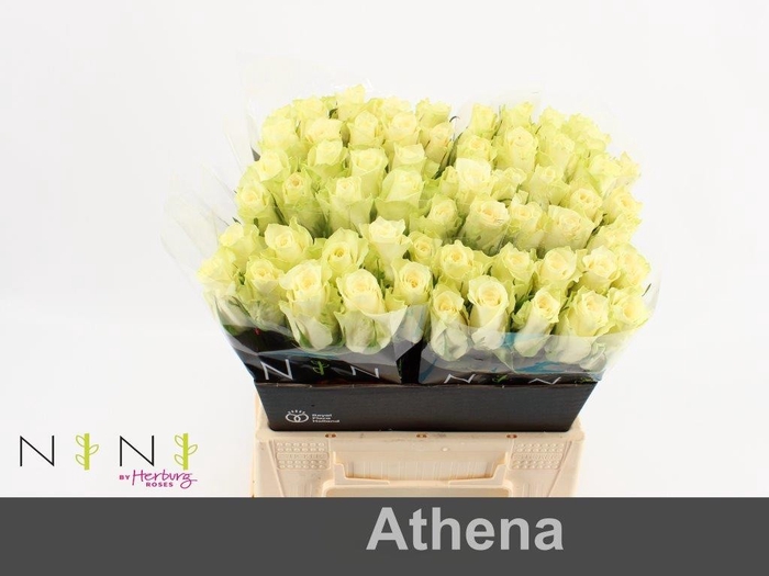 Rosa large athena
