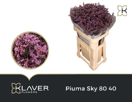 <h4>Lim Piuma Sky 80cm</h4>