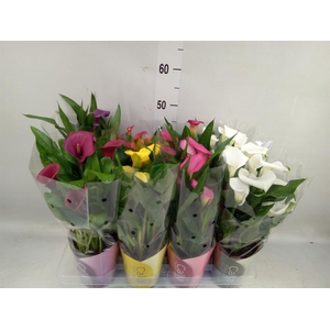 Zantedeschia   ...mix