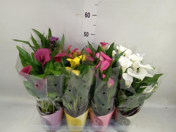 <h4>Zantedeschia   ...mix</h4>