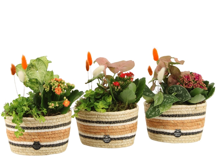 <h4>41679: Treasure time arrangement</h4>