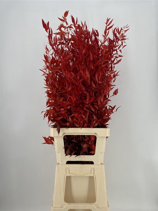 <h4>Dr Danae Racem Stab Red</h4>