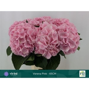HYDRANGEA  'VERENA'