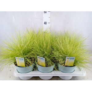 Festuca glauca 'Amigold'