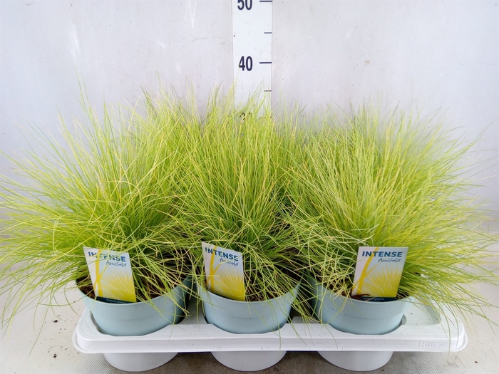 <h4>Festuca glauca 'Amigold'</h4>