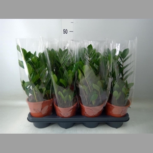 Zamioculcas zamiifolia