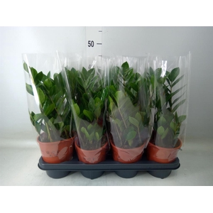 Zamioculcas zamiifolia