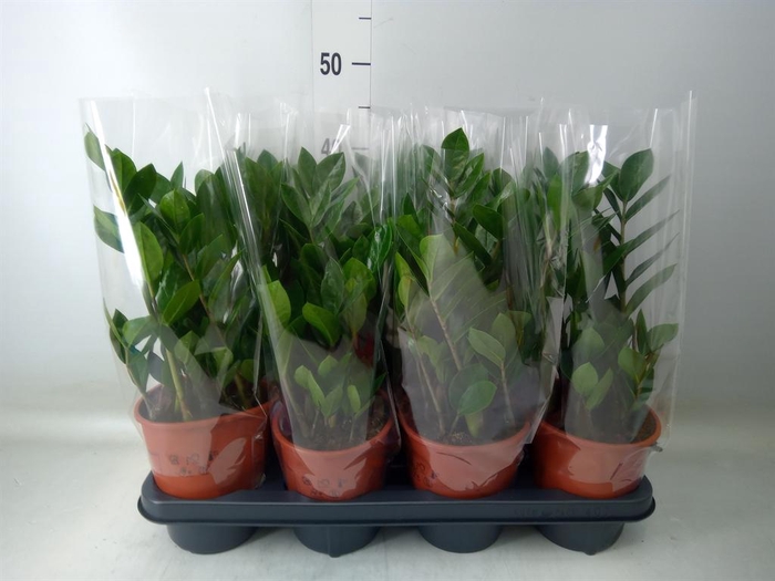 <h4>Zamioculcas zamiifolia</h4>