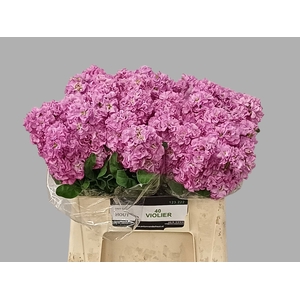 MATTH IRON PINK