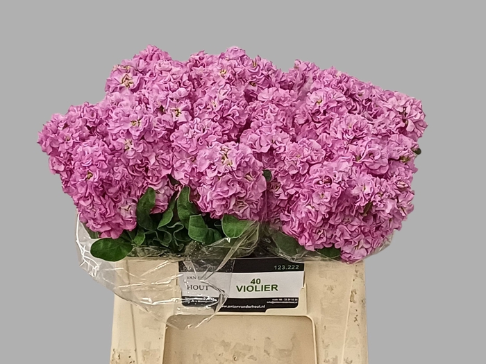 <h4>MATTH IRON PINK</h4>