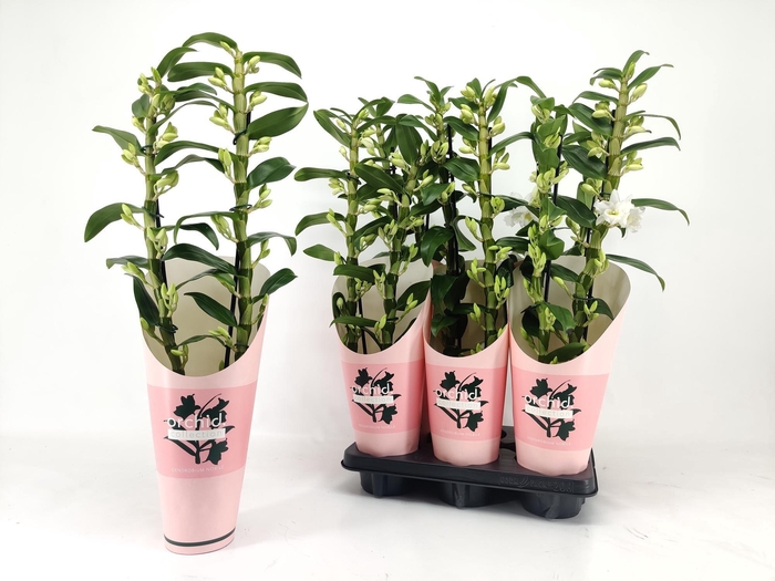 <h4>DENDR N SC APOLLON</h4>