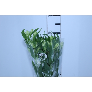 ALSTROEMERIA AVALANGE 080 CM