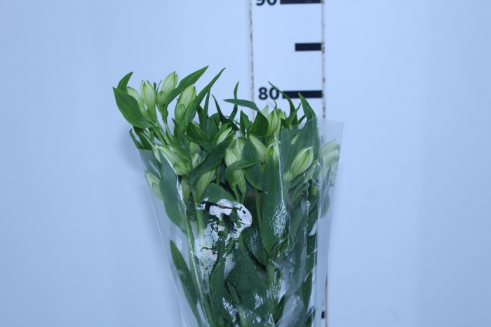 ALSTROEMERIA AVALANGE 080 CM