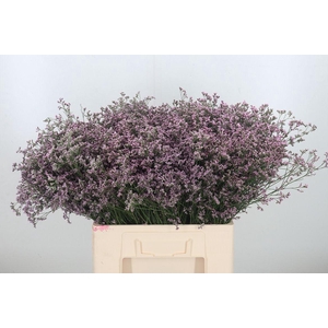 Limon Safora Lilac