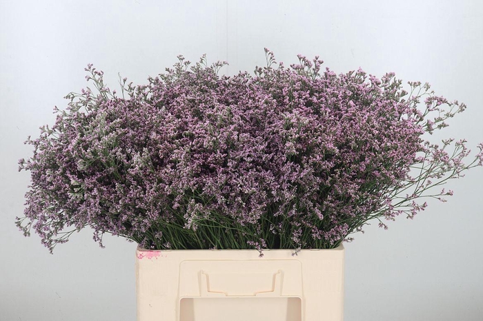 <h4>Limon Safora Lilac</h4>