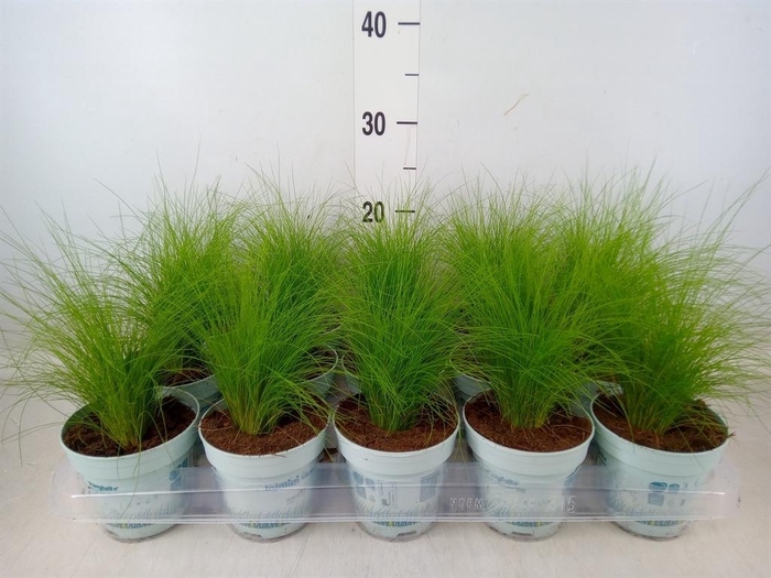 <h4>Stipa tenuissima 'ColGra Pony Tail'</h4>