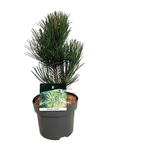 Pinus held. 'Satellit'