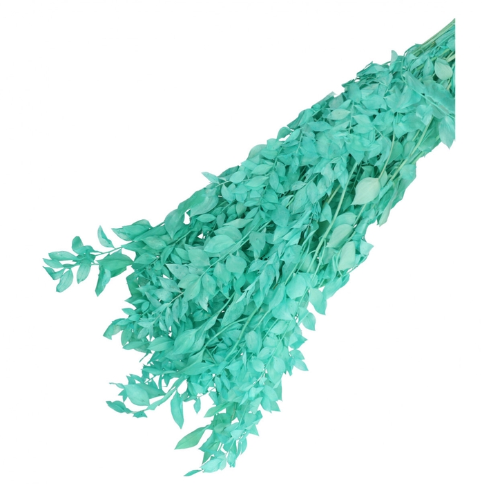 Droogbloem Ruscus 65cm 110g