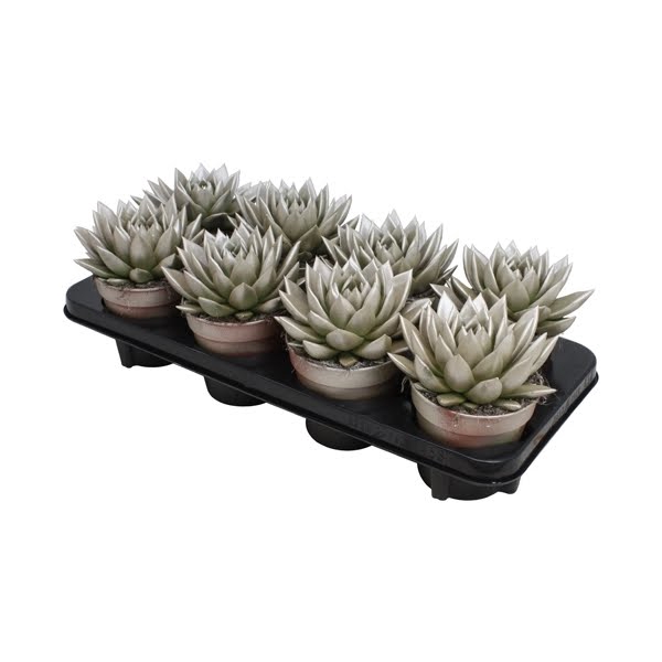 <h4>Echeveria coloured champagne</h4>