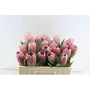 Protea Pink Ice