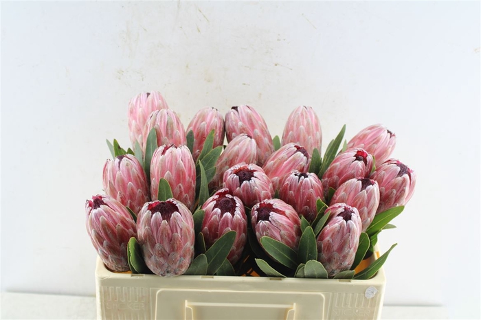 <h4>Protea Pink Ice</h4>