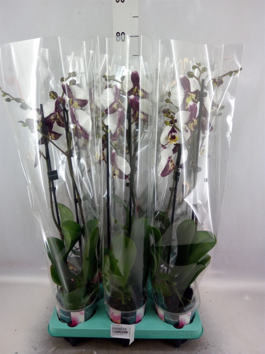 <h4>Phalaenopsis   ...</h4>