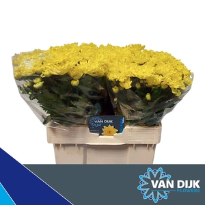 baltica yellow op water