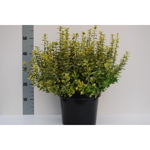 Euonymus Emerald Gold