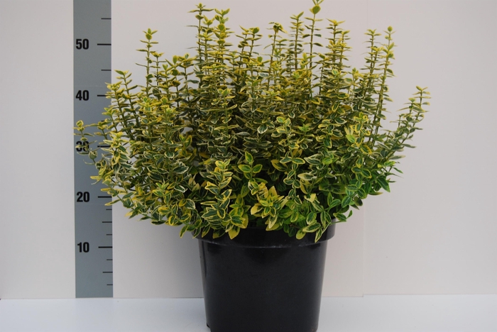 <h4>Euonymus Emerald Gold</h4>