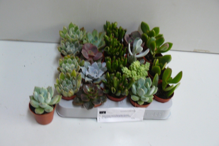 <h4>SUCC GEM 6 SRT</h4>