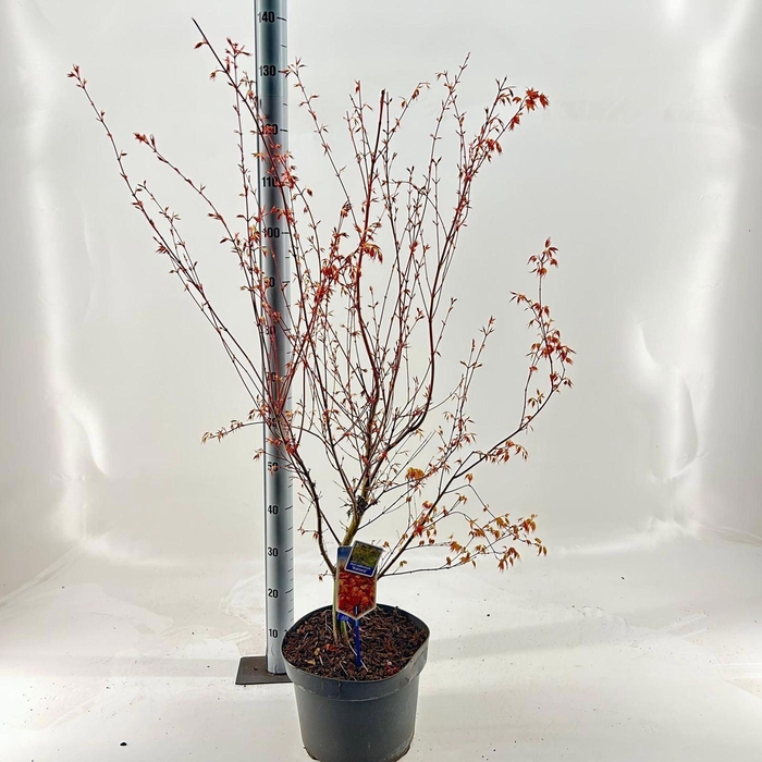 <h4>Acer palmatum Katsura</h4>