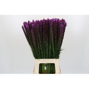 Liatris Callilepis Forest Lodge