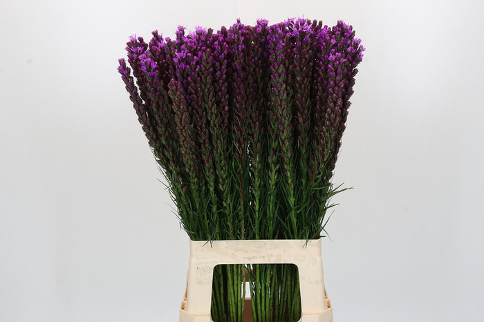 Liatris Callilepis Forest Lodge