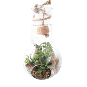 Arr.   Kamerplant Groen H%