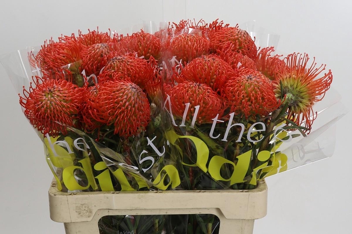 <h4>Nutans Succession</h4>