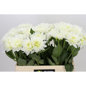 Dahlia Karma M. Zwaan
