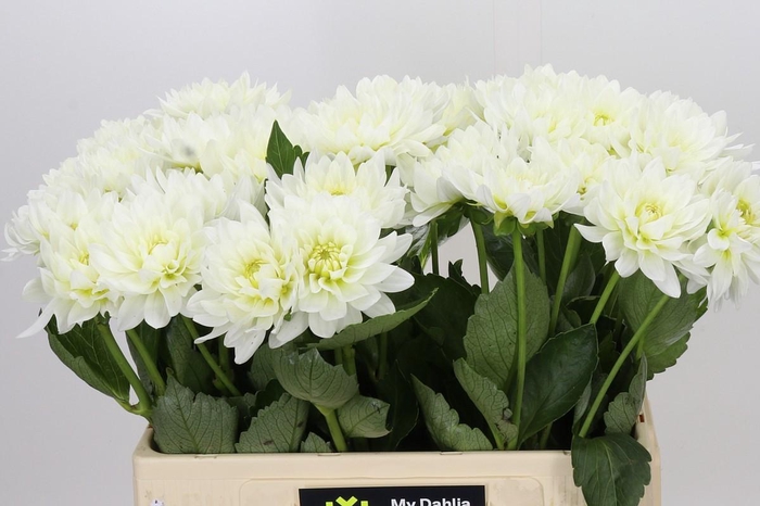 <h4>Dahlia Karma M. Zwaan</h4>