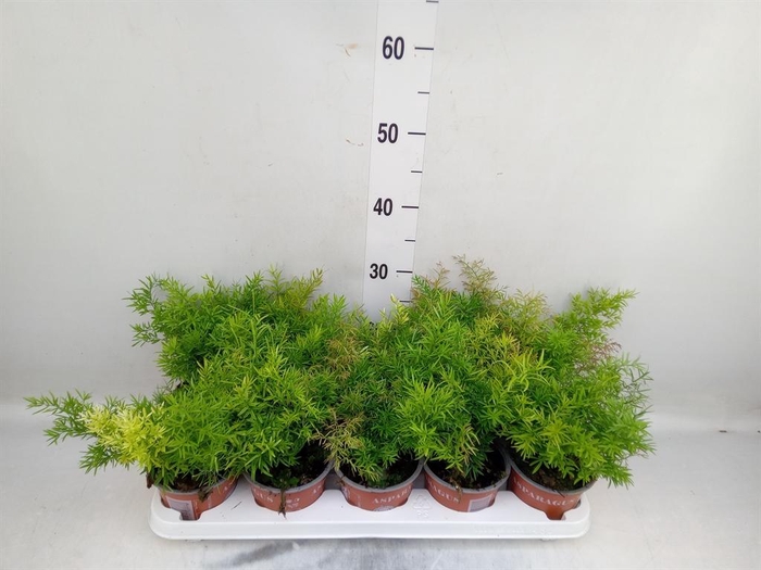 <h4>Asparagus dens. 'Cwebe'</h4>