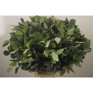 Euc Populus Blad Per Bunch Za Spray