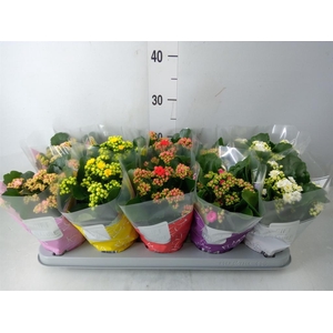 Kalanchoe blos. 'Perfecta'  ..mix 5