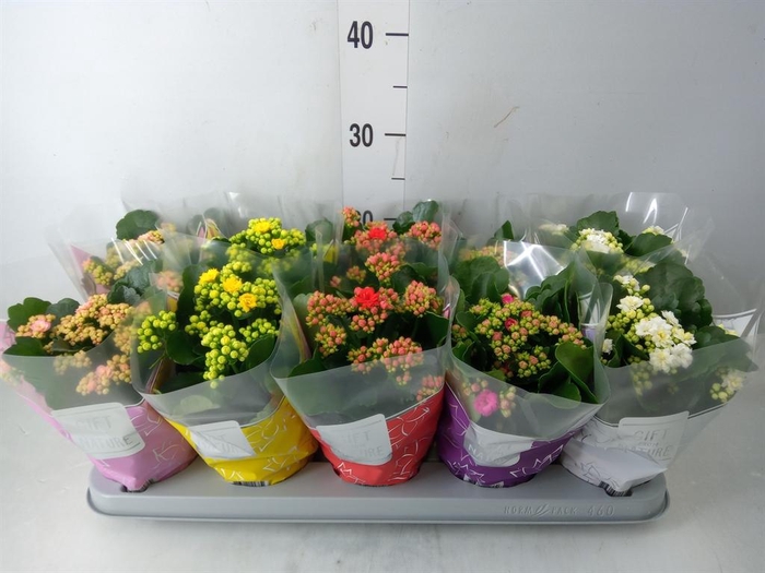 <h4>Kalanchoe blos. 'Perfecta' ..mix 5</h4>