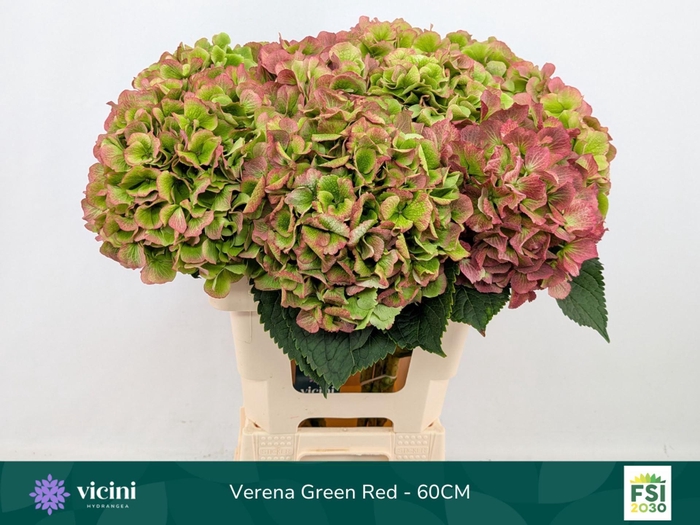 <h4>Hydrangea  'Verena'  CL</h4>