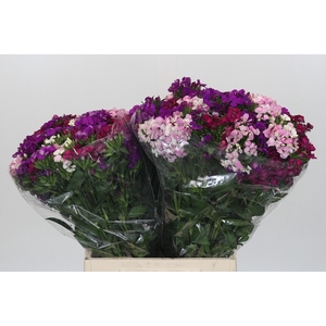 Dianthus Br Gemengd