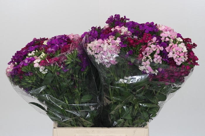 <h4>Dianthus Br Gemengd</h4>